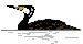 kormoran velký 